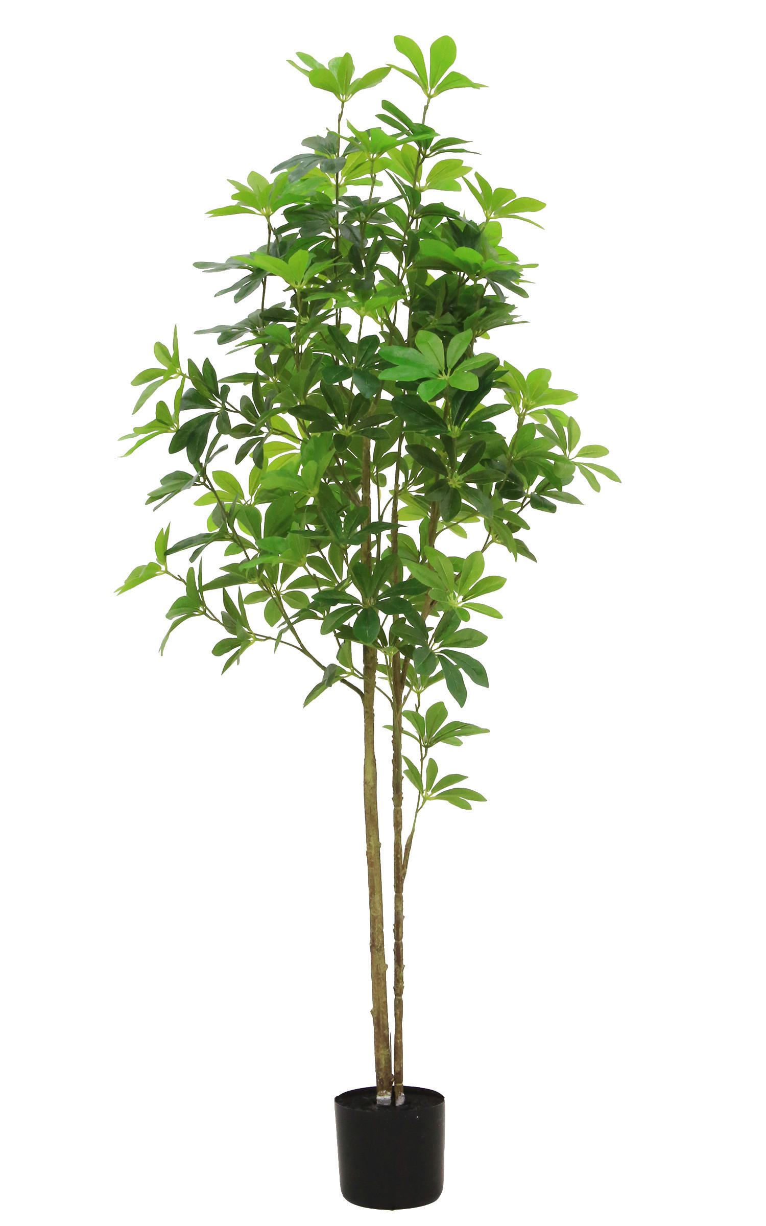 Ambia Home UMĚLÁ ROSTLINA bonsaj 150 cm