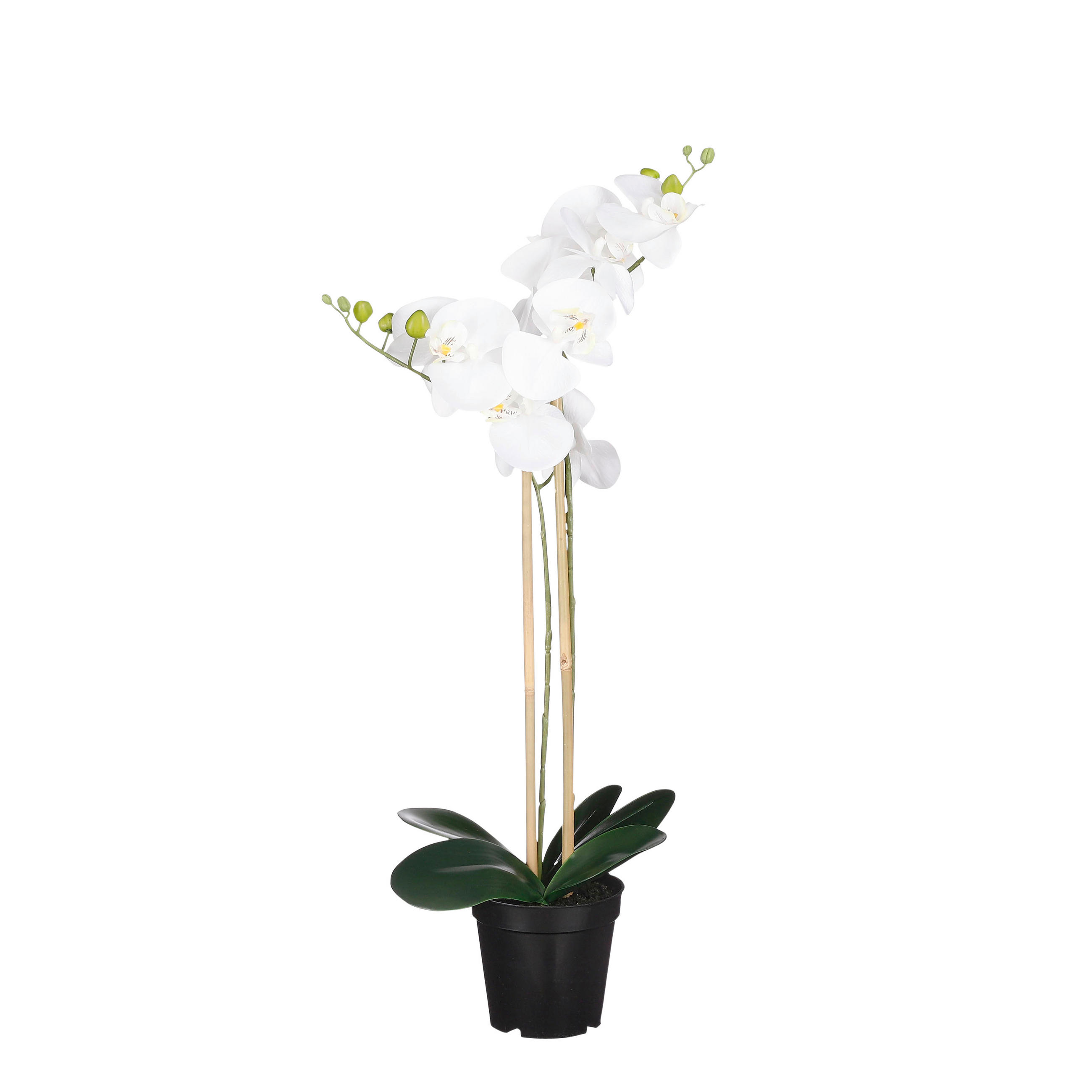 ORHIDEJA PHALAENOPSIS - bela, Basics, umetna masa (38/70cm)