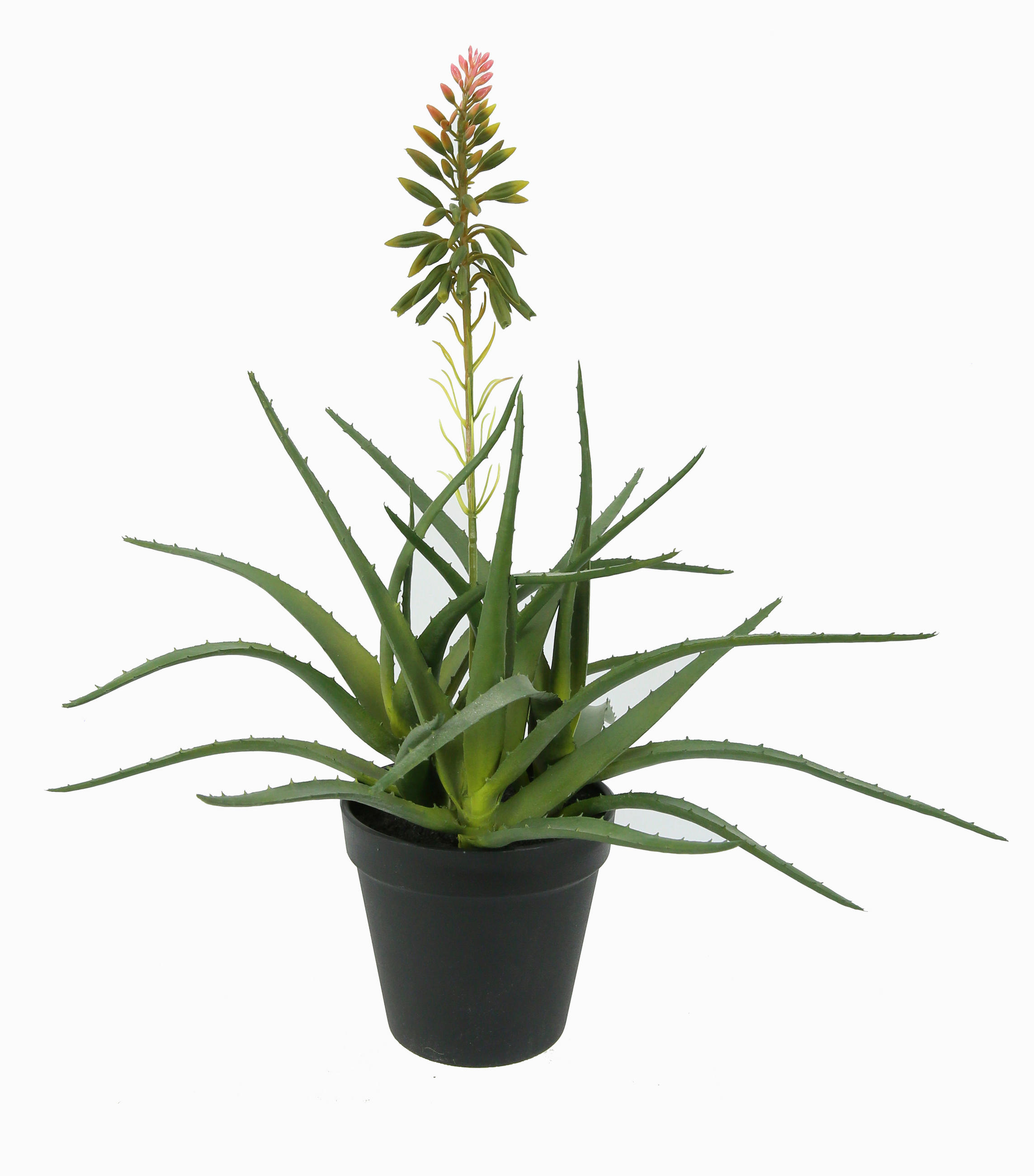 SUKKULENTE Sukkulente 39 cm  - Grün, Basics (39cm)
