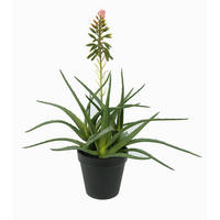 SUKKULENTE Sukkulente 39 cm  - Grün, Basics (39cm)