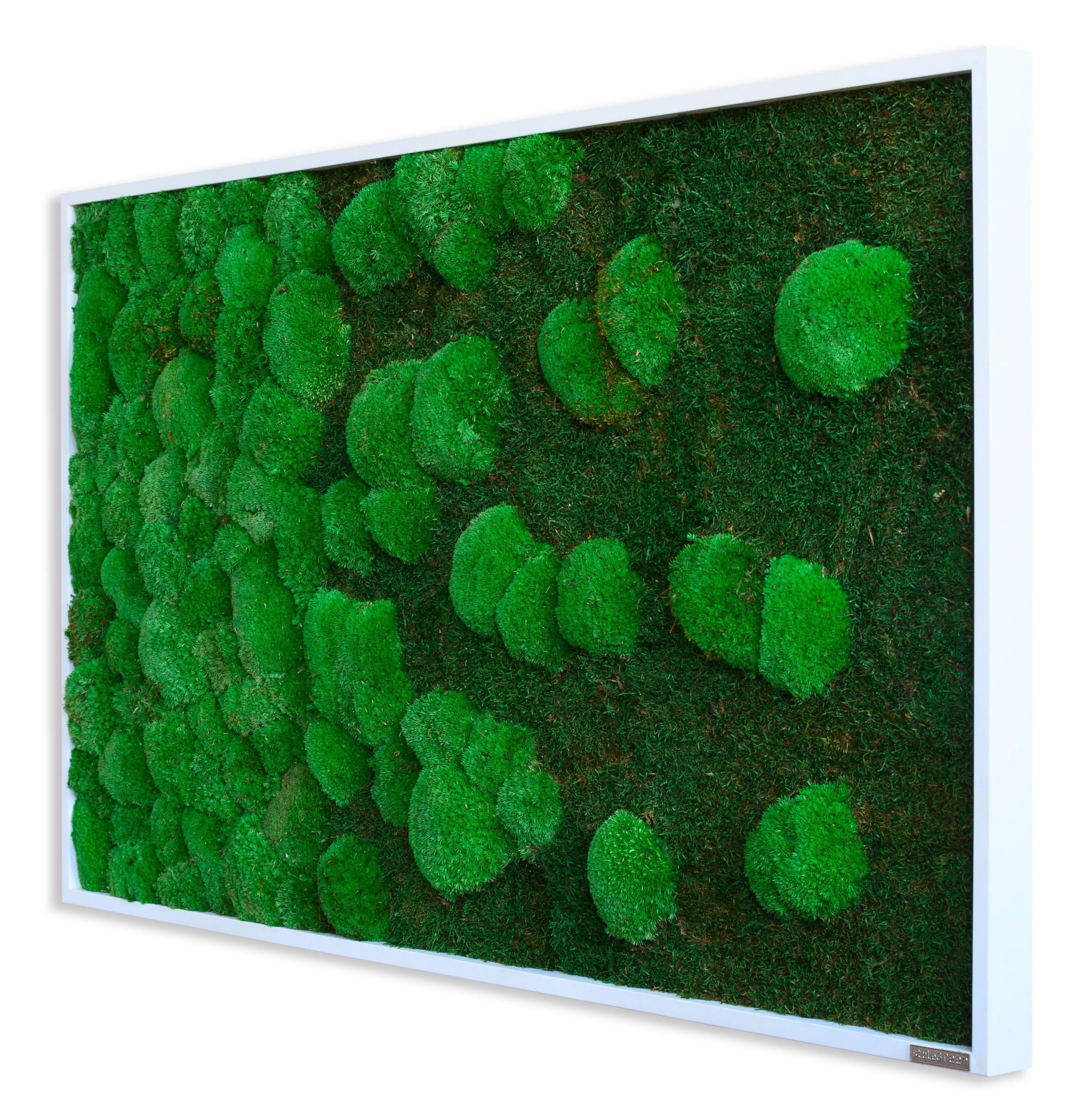 MOOSBILD Stylegreen  - Weiß/Grün, Basics, Naturmaterialien/Holz (100/60/7cm)