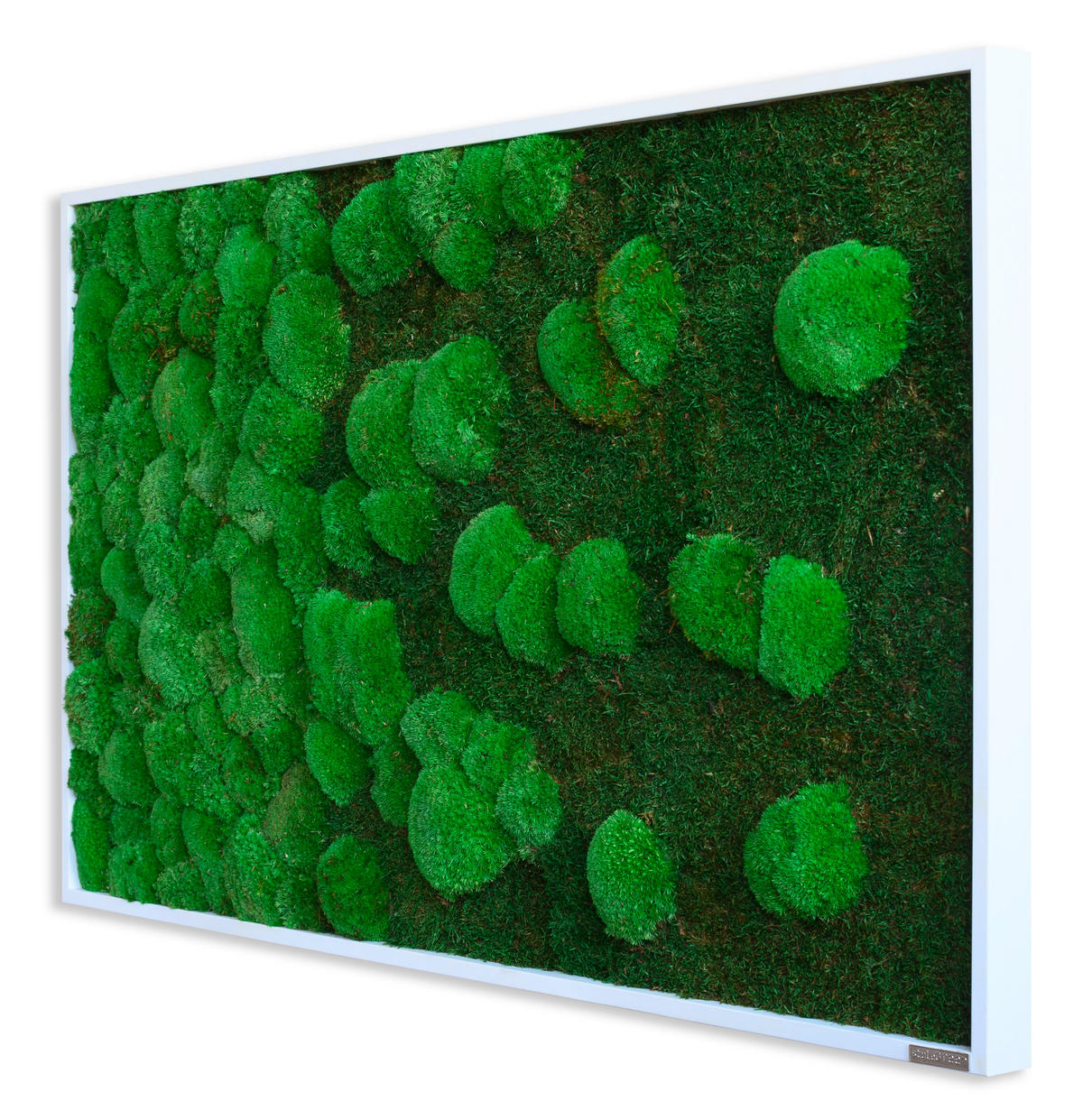 MOOSBILD Stylegreen  - Weiß/Grün, Basics, Naturmaterialien/Holz (100/60/7cm)
