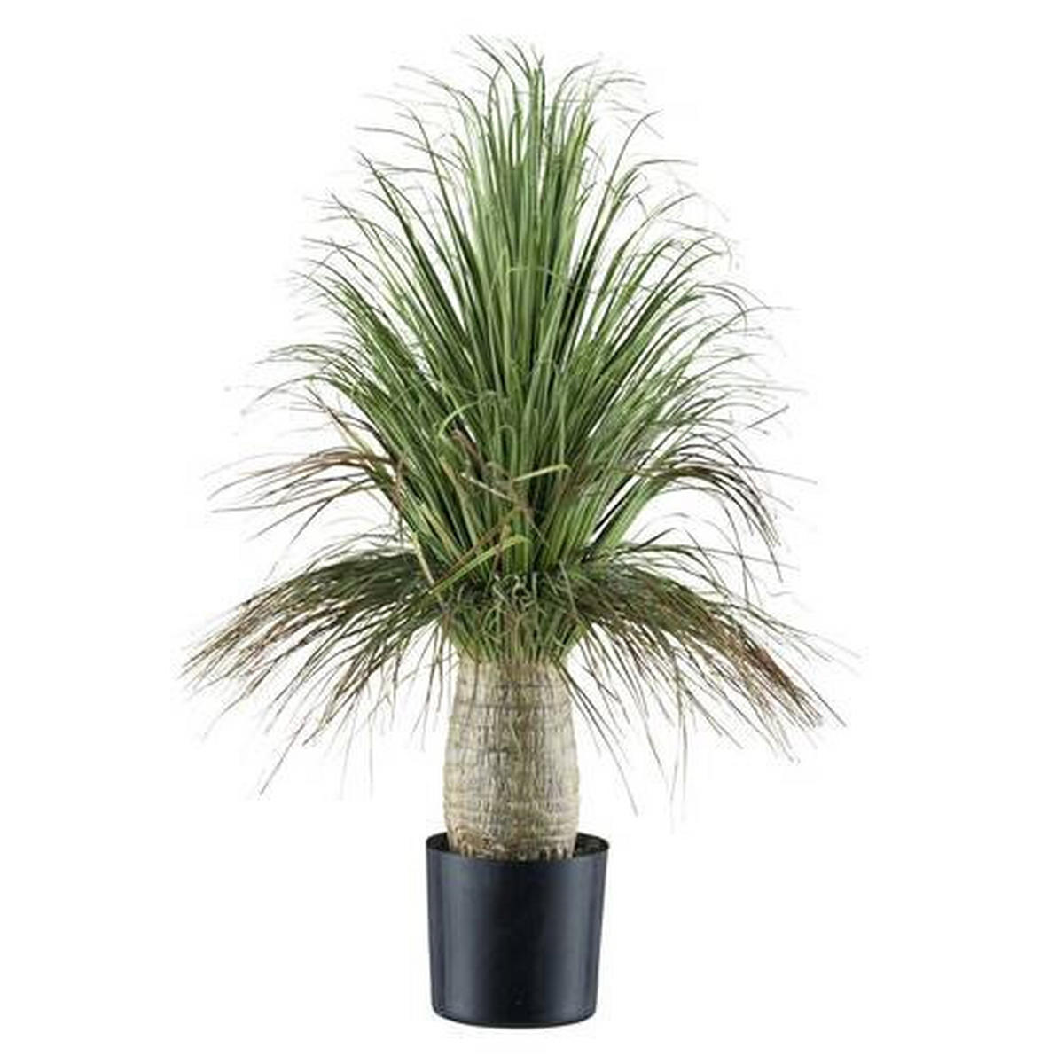 KUNSTPFLANZE Elefantenfuss 60 cm  - Schwarz/Grau, Design, Kunststoff (60cm) - P & B
