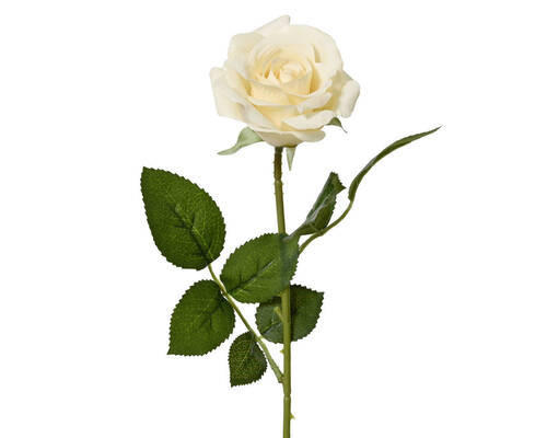 ROSE - Basics (55cm) - Ambia Home