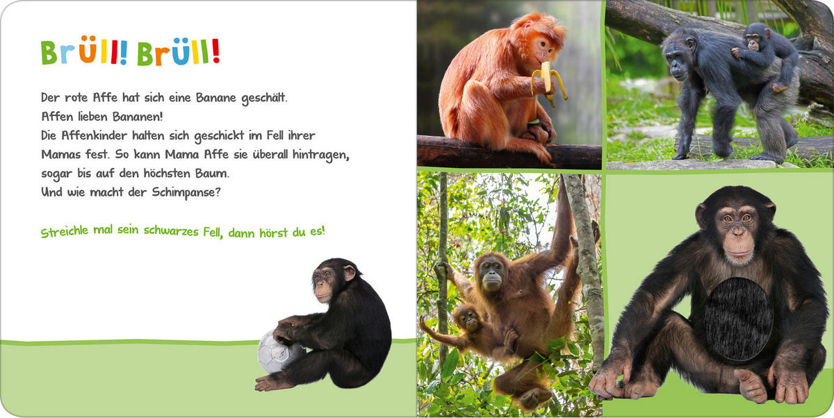 BUCH - Multicolor, Basics (19,6/1,8/19,6cm)