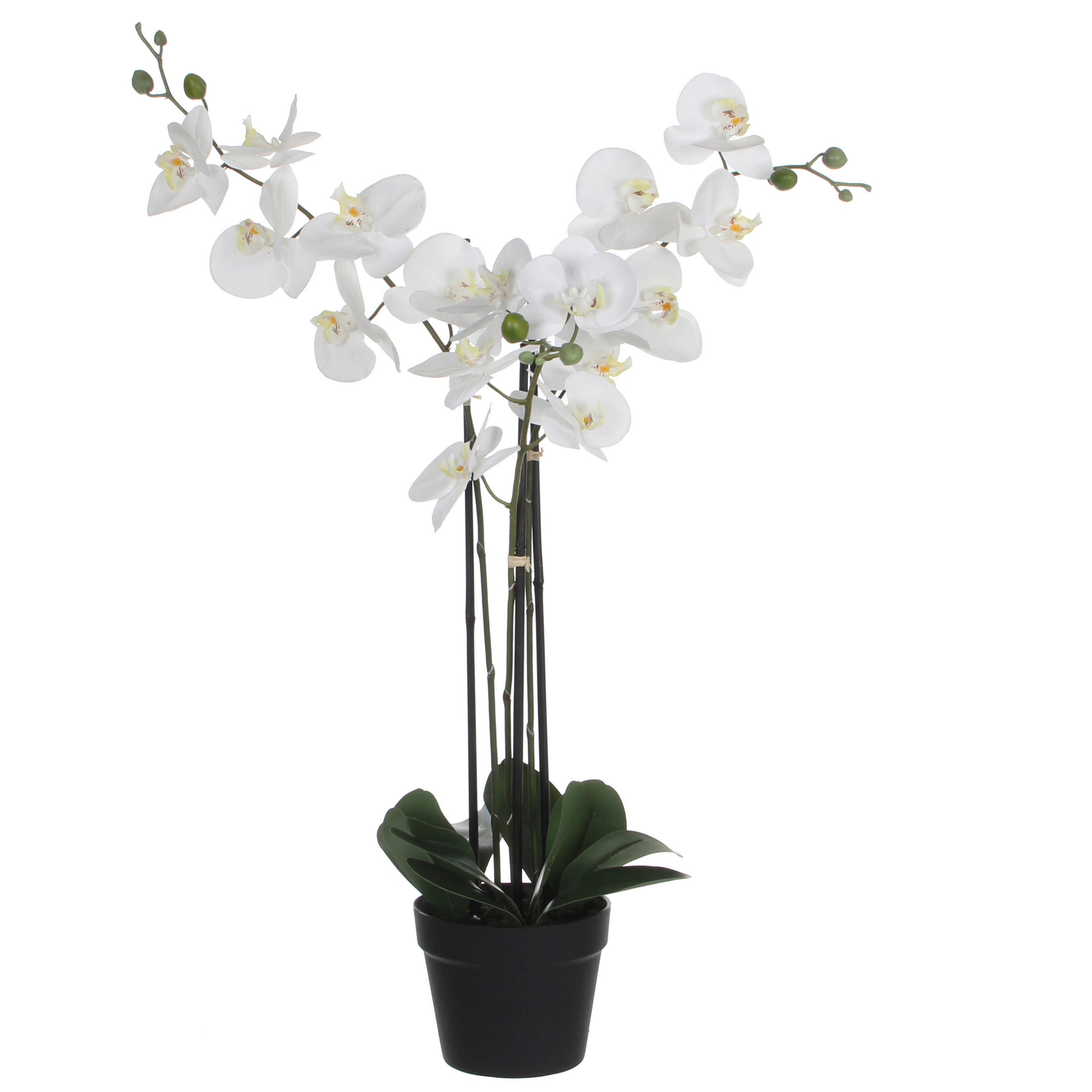 ORCHIDEA - fehér, Basics, műanyag (75/51/79cm)