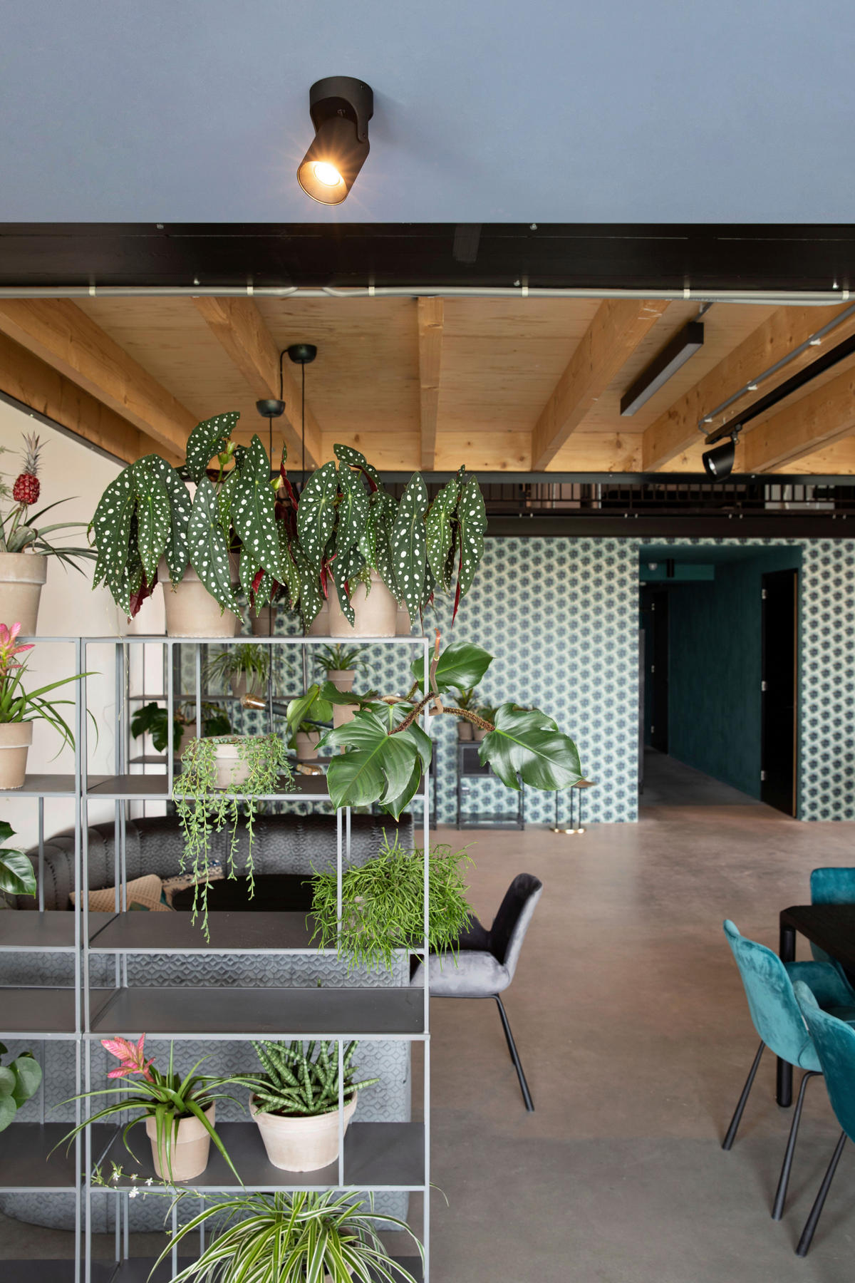 DECKENLEUCHTE 10/17 cm   - Schwarz, Basics, Metall (10/17cm) - Zuiver