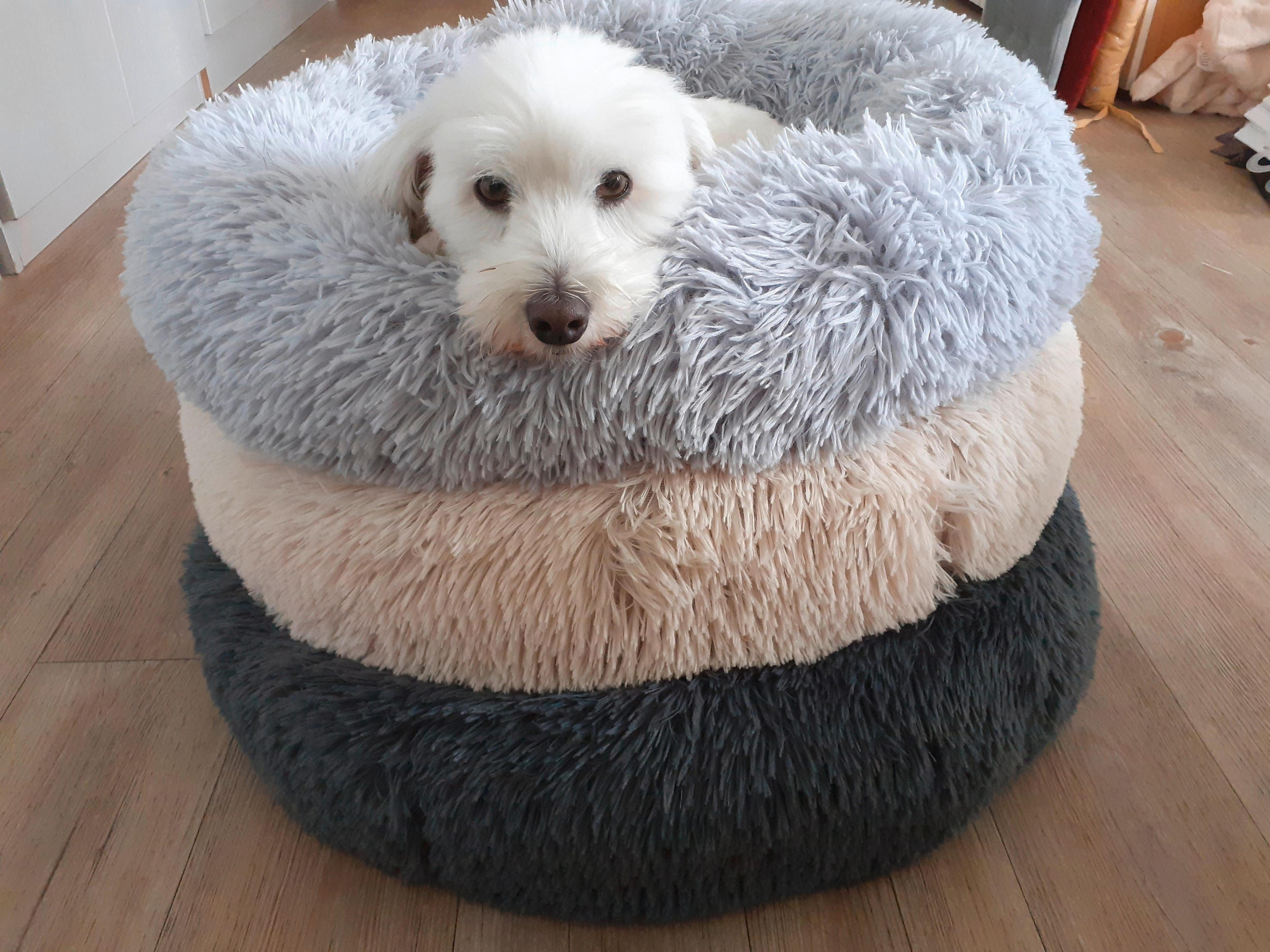 Esposa POLŠTÁŘ PRO MAZLÍČKY, 50 cm