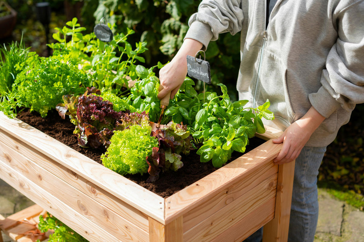 HOCHBEET  - Lärchefarben, KONVENTIONELL, Holz (120/65/75cm) - Ambia Garden