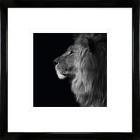 KUNSTDRUCK Tiere 55/55/1,5 cm  - Schwarz Hochglanz/Schwarz, Basics, Holz (55/55/1,5cm)