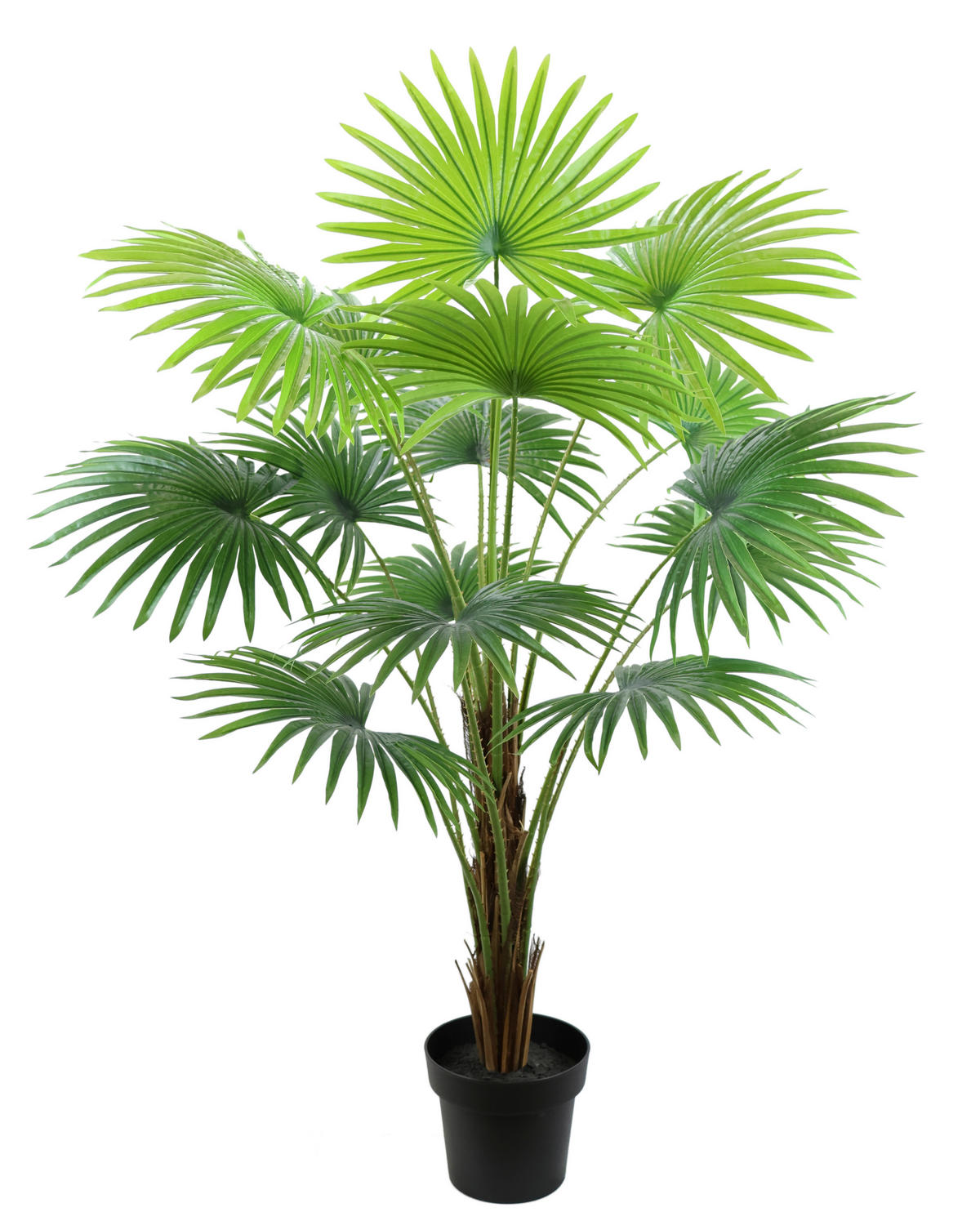 ZIMMERPALME  - Grün, Basics, Textil (98/90/135cm)