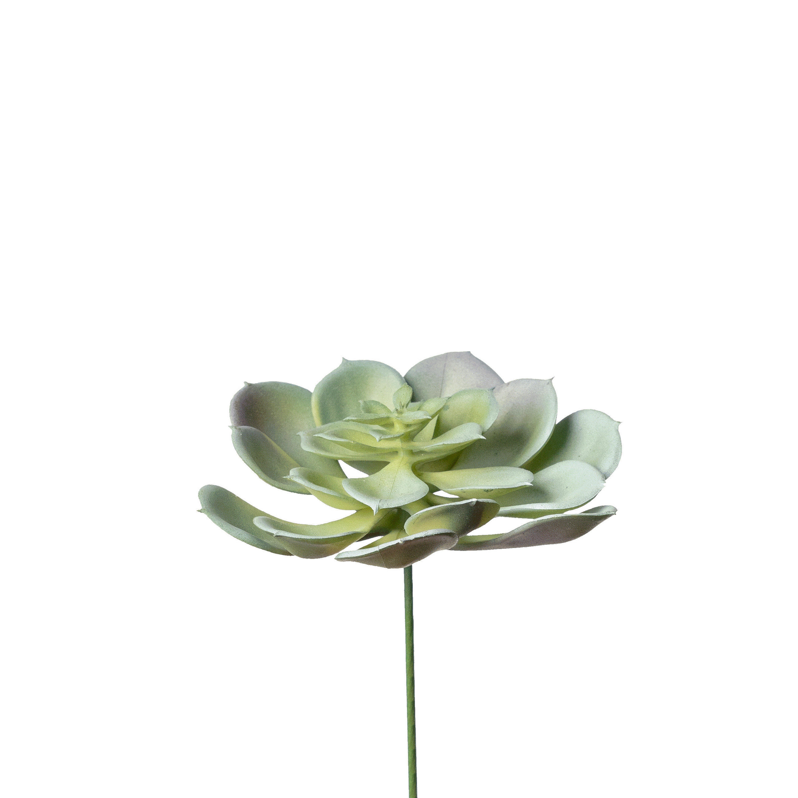 SUKKULENTE Sukkulente 9 cm  - Naturfarben/Grün, Basics, Kunststoff/Stein (9cm)