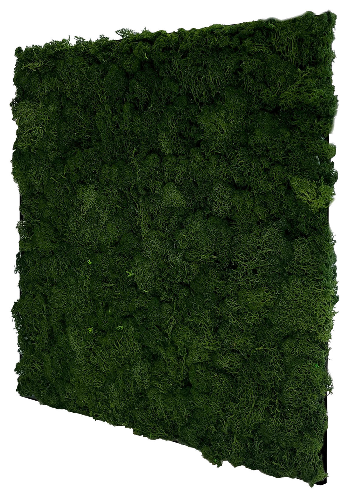 AKUSTIKPANEEL Modular Wall System Design Moos 52/52/4 cm  - Grün, KONVENTIONELL, Naturmaterialien (52/52/4cm) - Jangal