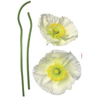 DEKOSTICKER  - Gelb/Weiß, Natur, Kunststoff (50/70cm) - Komar