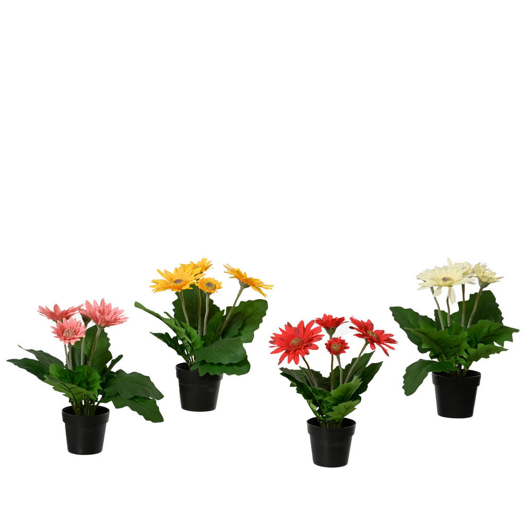 Gerbera