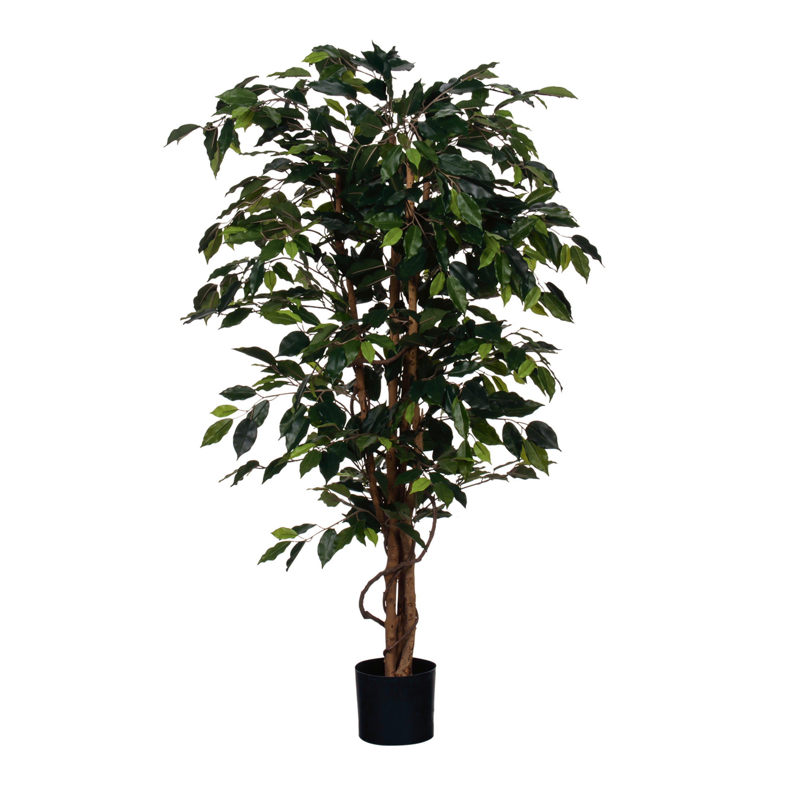 XXXL FIKUS BENJAMÍN