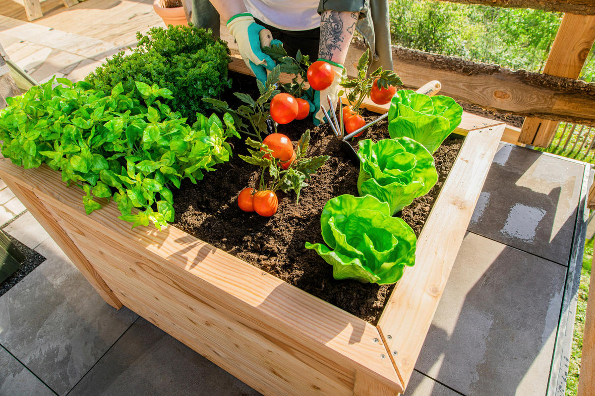 VYVÝŠENÝ ZÁHON   - farba smrekovca, Basics, drevo (65/66/100cm)