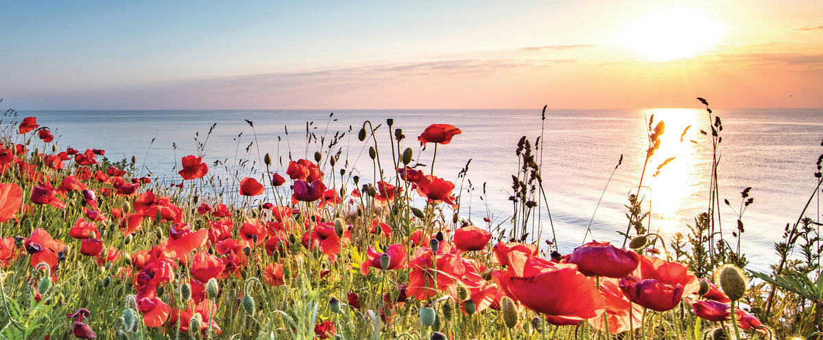 GLASBILD Landschaft & Natur  - Multicolor, Natur, Glas (50/125/1,40cm) - Euroart