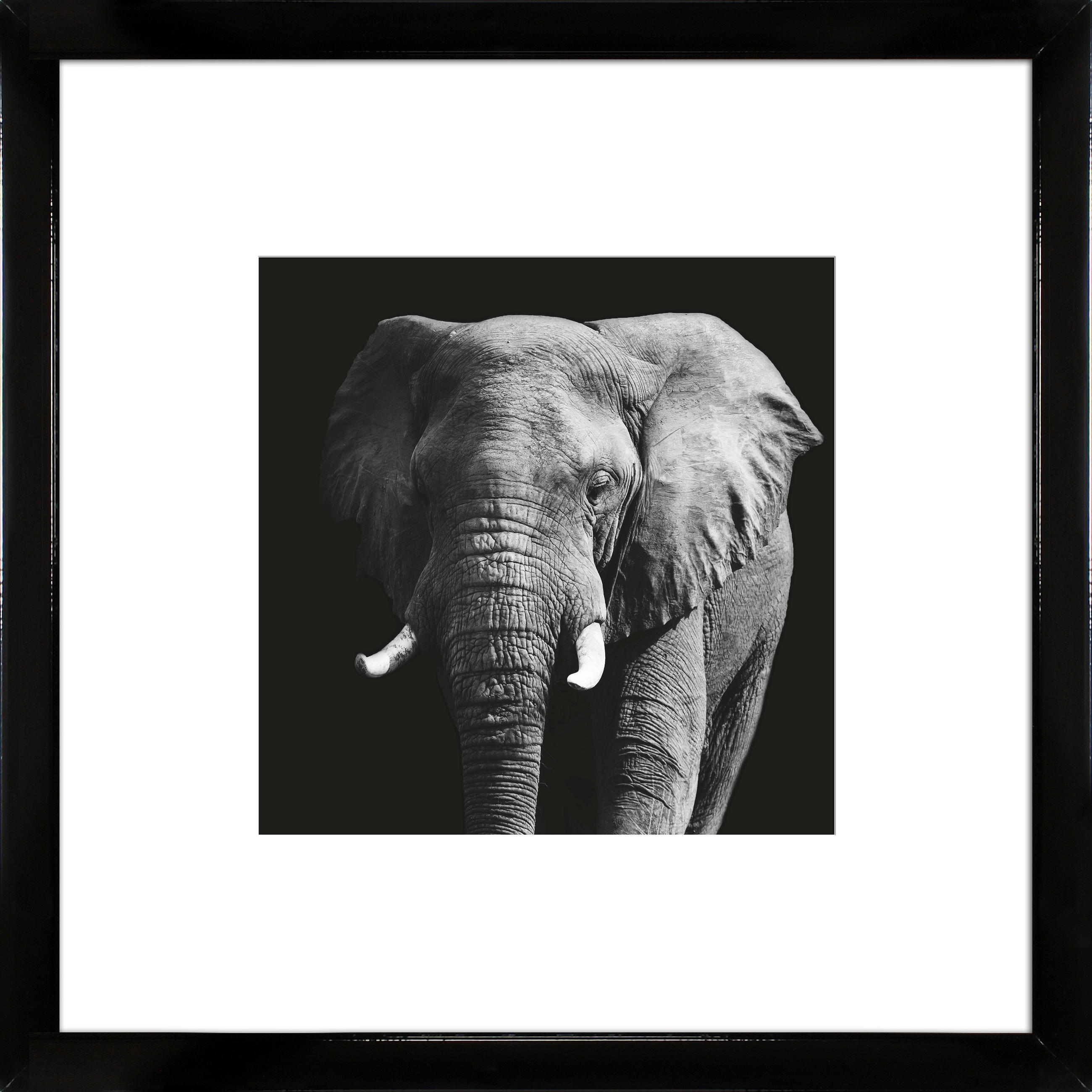 KUNSTDRUCK Tiere 55/55/1,5 cm  - Schwarz Hochglanz/Schwarz, Basics, Holz (55/55/1,5cm)