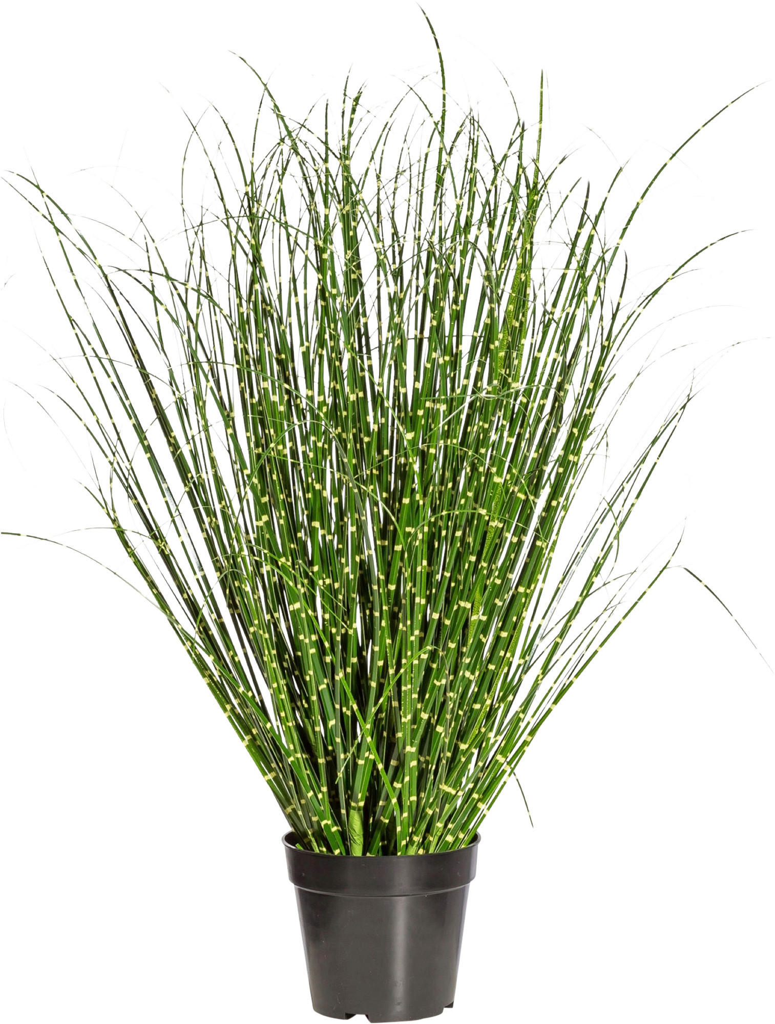 KUNSTPFLANZE Schilfgras 80 cm  - Gelb/Schwarz, Design, Kunststoff (80cm) - P & B