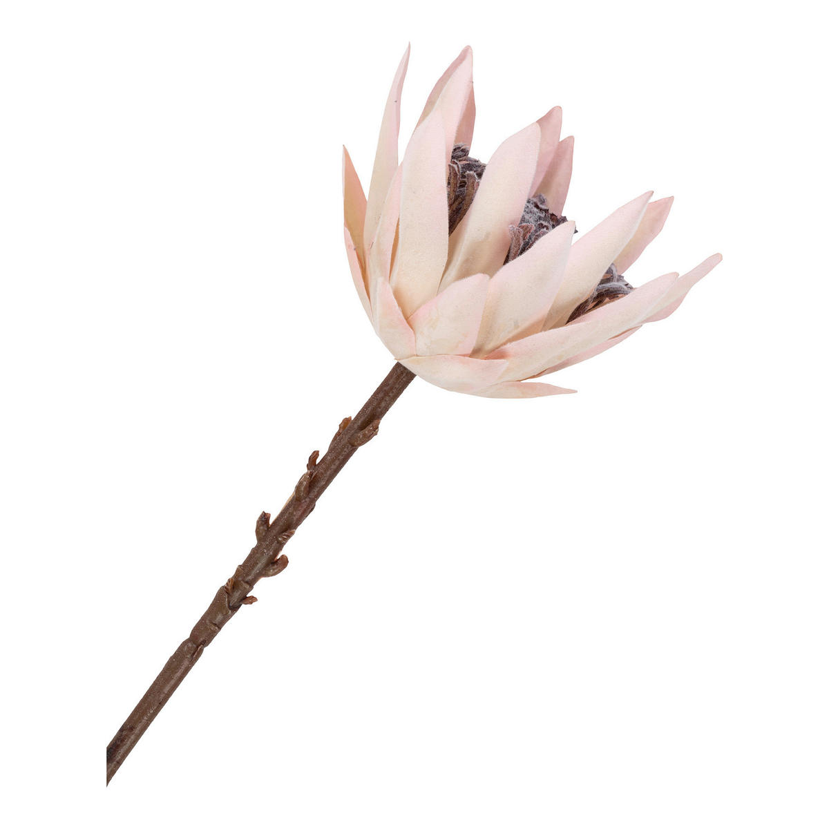 KUNSTBLUME Protea  - Bordeaux, Design