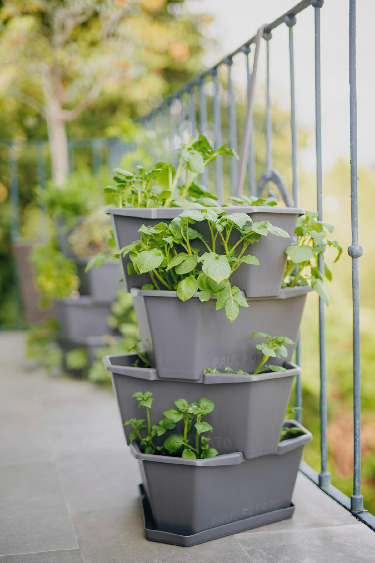 PFLANZENTOPF  PAUL POTATO  - Anthrazit, Basics, Kunststoff (44/65/44cm) - Gusta Garden