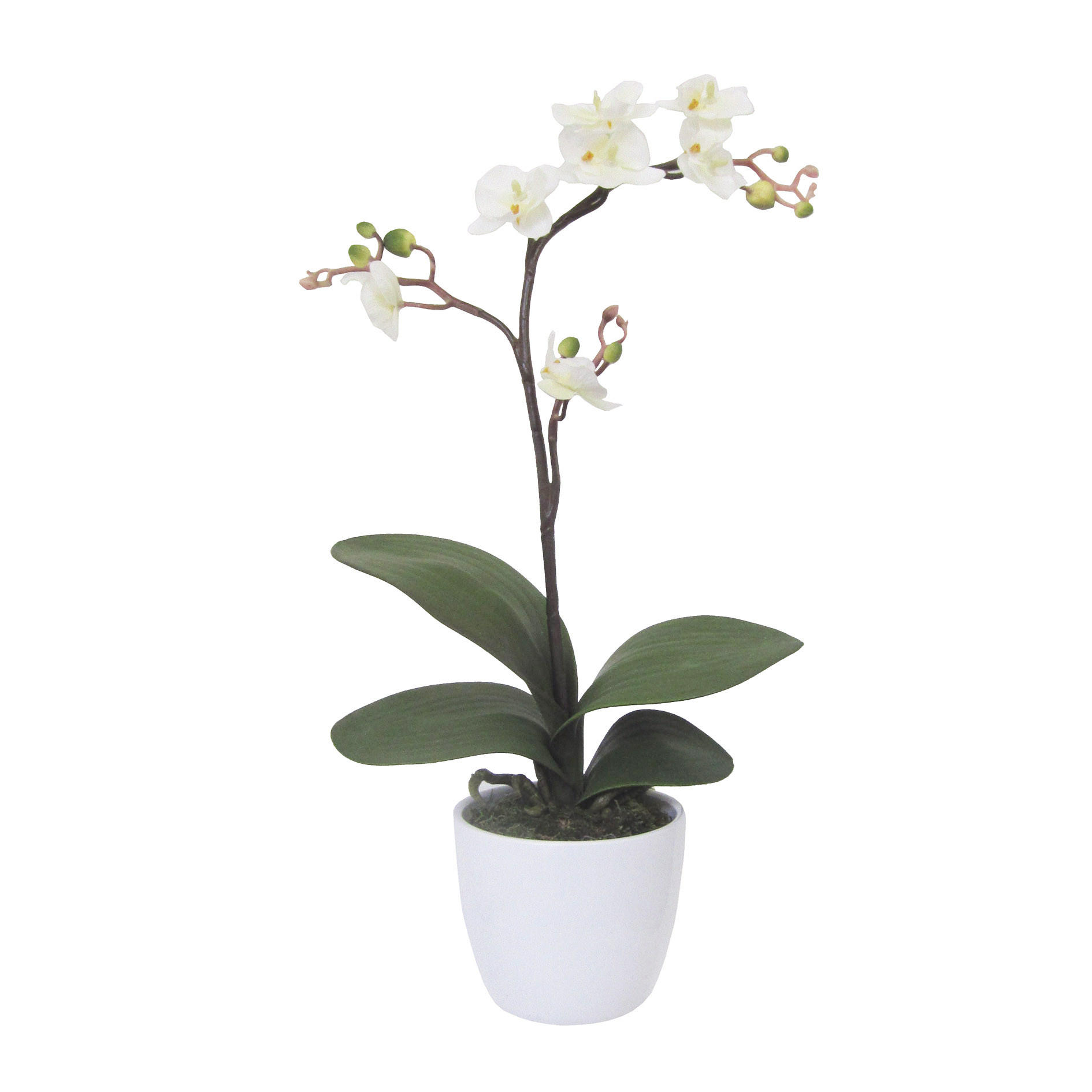 KUNSTPFLANZE Orchidee 55 cm  - Creme/Weiß, Design, Keramik/Kunststoff (55cm) - P & B