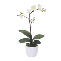 KUNSTPFLANZE Orchidee 55 cm  - Creme/Weiß, Design, Keramik/Kunststoff (55cm) - P & B