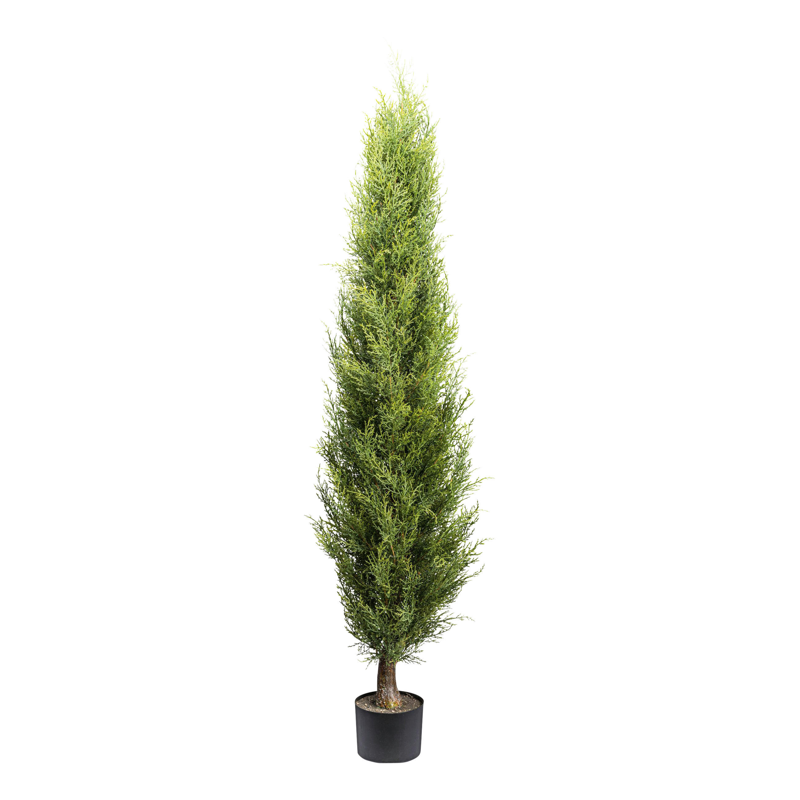 KUNSTPFLANZE Thuja 150 cm  - Schwarz/Braun, Basics, Kunststoff (150cm) - P & B