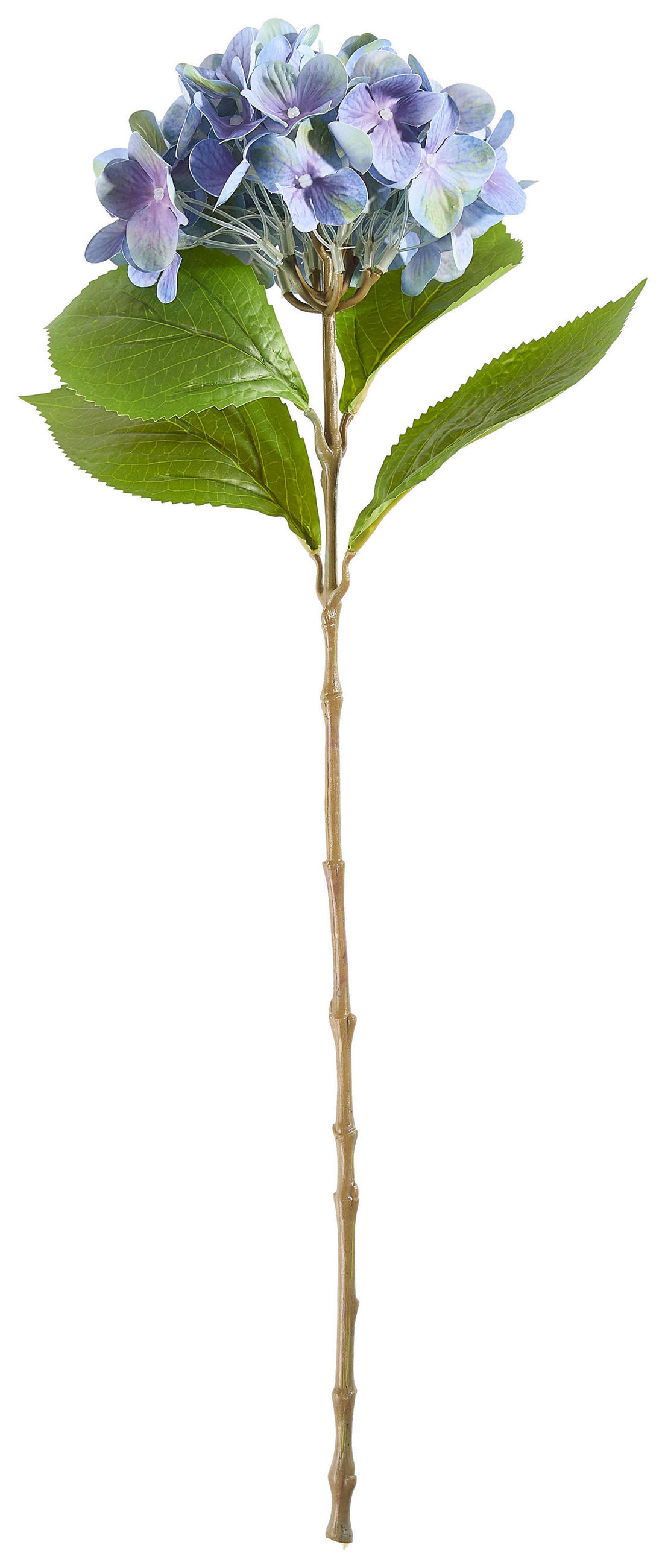 HORTENSIE Hortensie  - Blau/Grün, Basics (60cm)