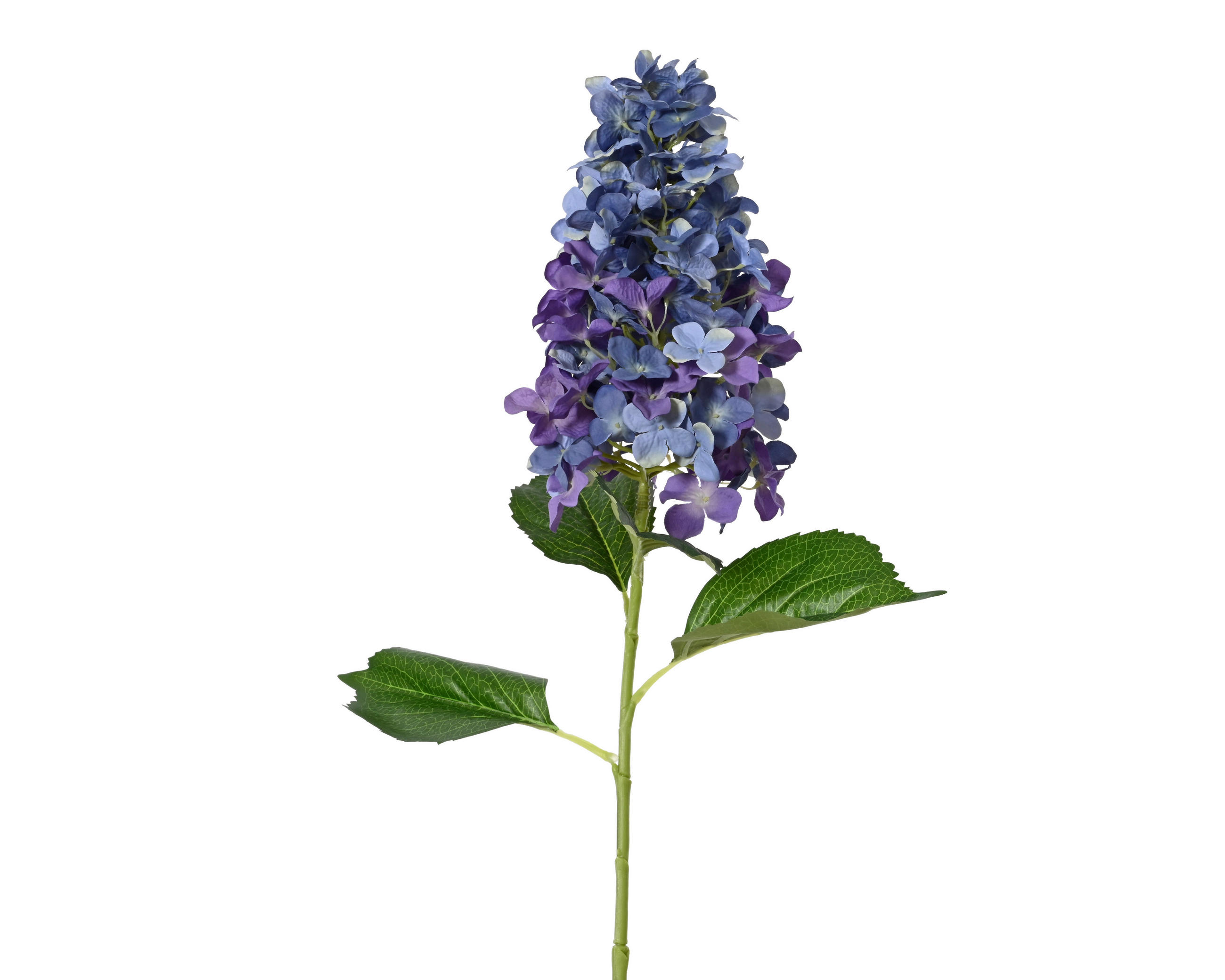 HORTENZIA - Basics (35,00/26,00/100,00cm)