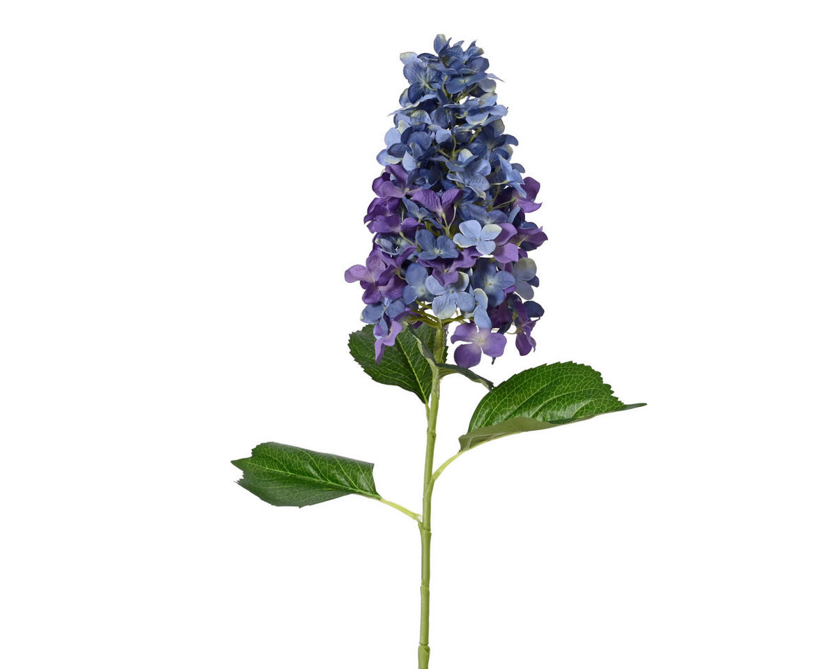 HORTENZIA - Basics (35,00/26,00/100,00cm)