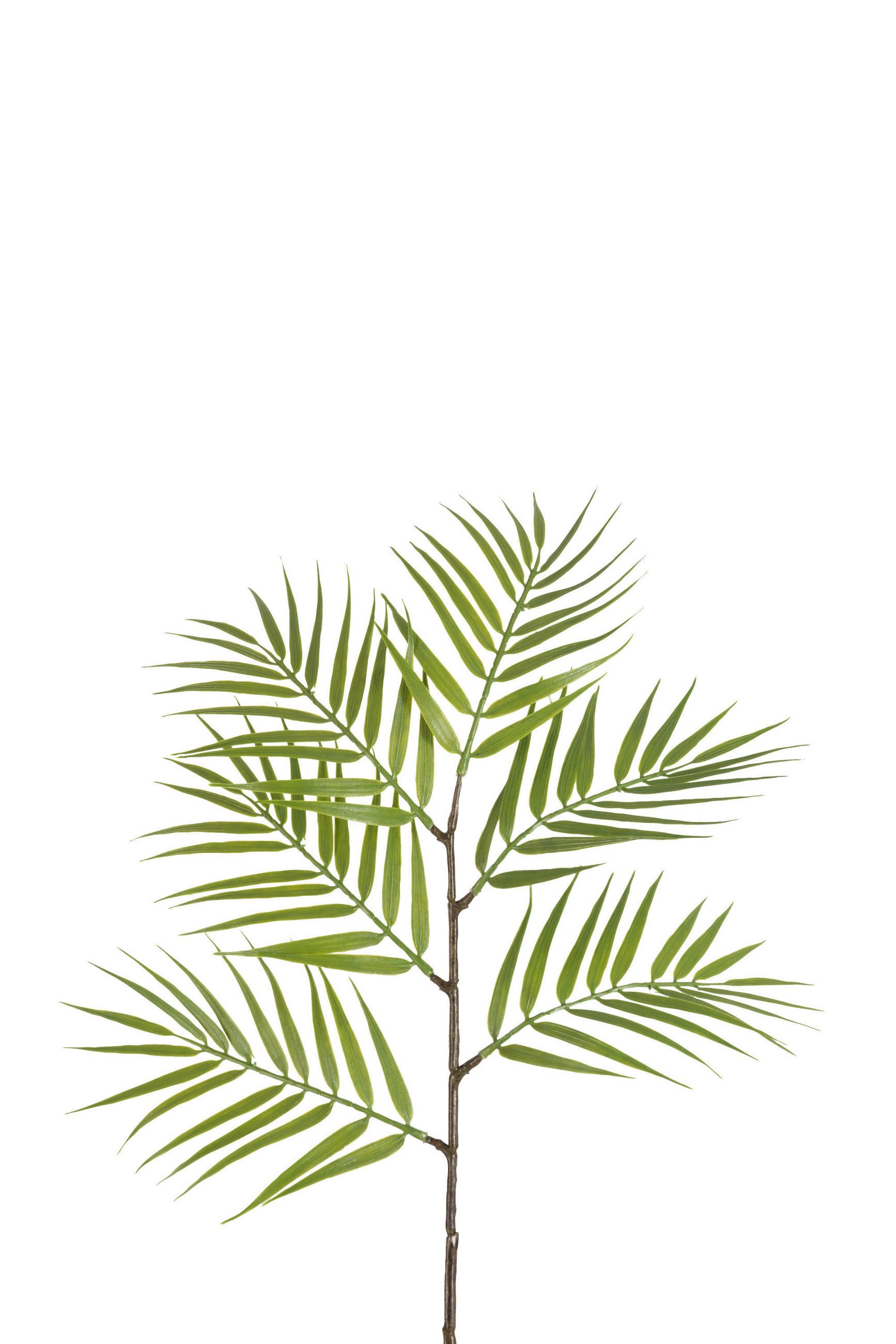 DEKOZWEIG - Braun/Grün, Basics, Kunststoff (26/26/88cm) - Ambia Home