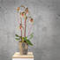 KUNSTBLUME Orchidee - Lila/Weiß, Kunststoff (70cm) KUNSTBLUME Orchidee - Lila/Weiß, Kunststoff (70cm)