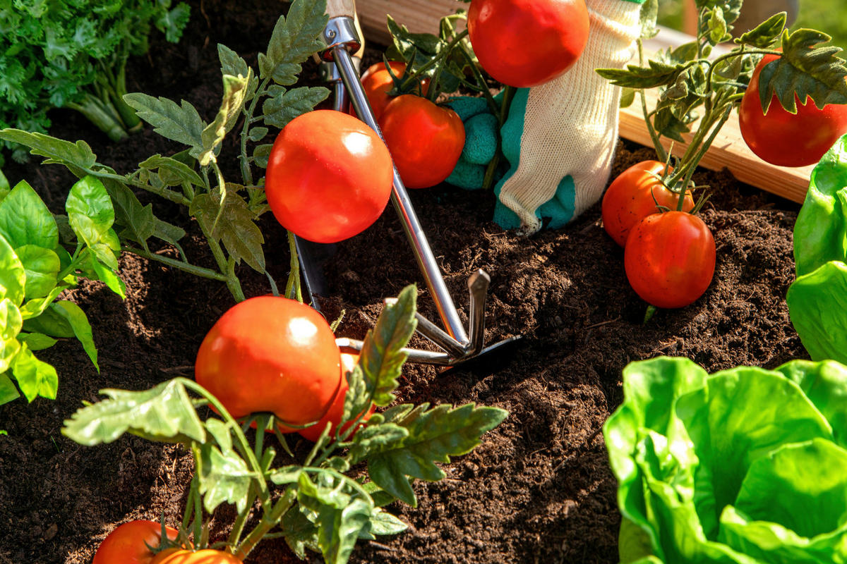 HOCHBEET  - Lärchefarben, Basics, Holz (65/84/130cm) - Ambia Garden