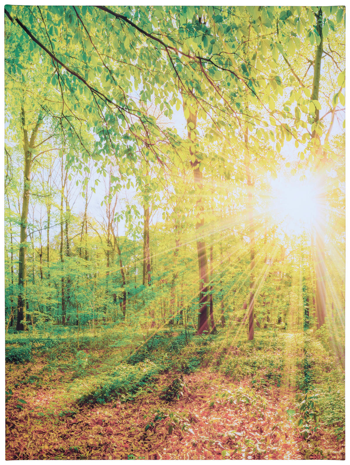 LEINWANDBILD Landschaft & Natur  - Multicolor, KONVENTIONELL, Holz/Papier (60/80cm) - Euroart