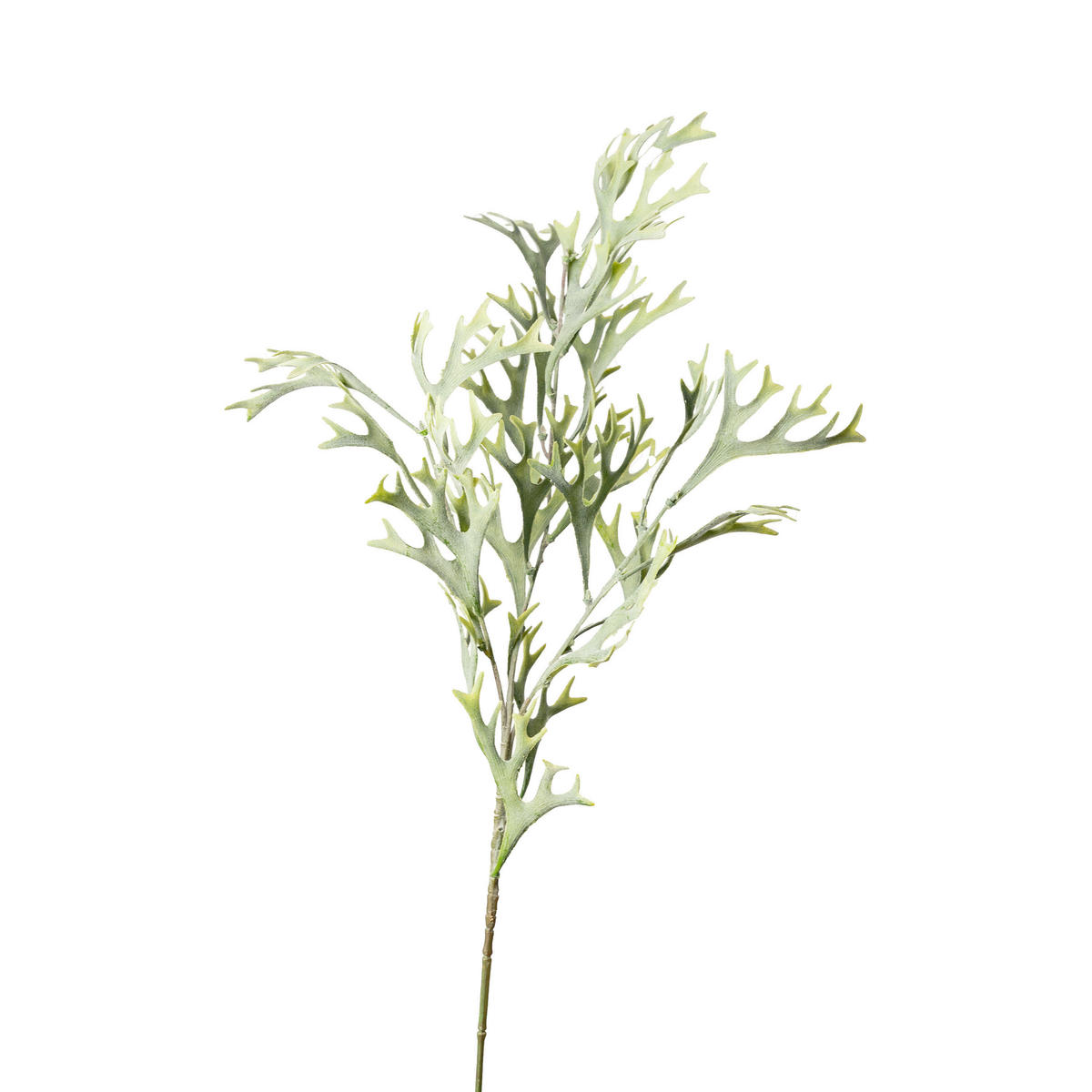 GEWEIHFARN ZWEIG Farn  - Dunkelgrün/Grün, Basics, Kunststoff/Textil (78cm)