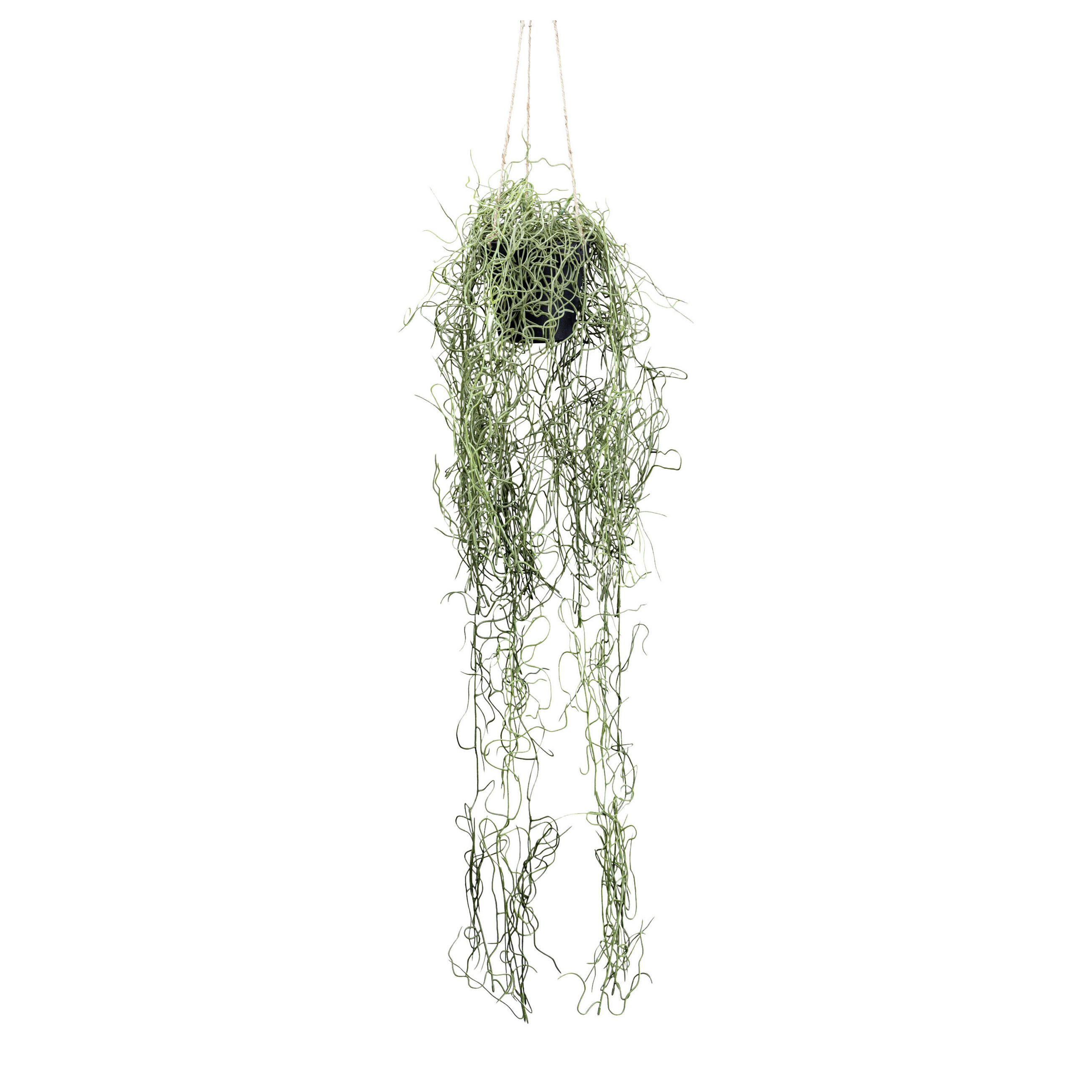 KUNSTPFLANZE Tillandsie 80 cm  - Schwarz/Grün, Design, Kunststoff (80cm) - P & B