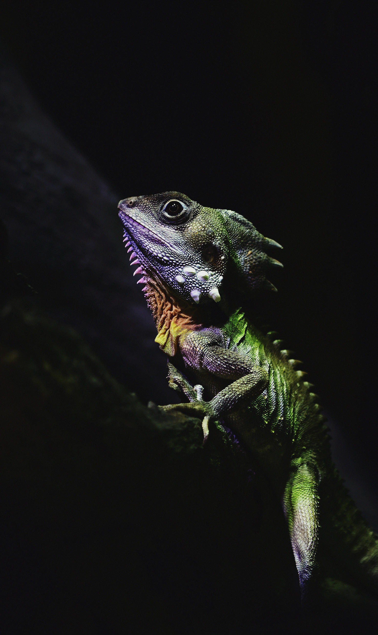 ALUMINIUMBILD Tiere 70/118 cm  - Gelb/Lila, Design, Kunststoff/Metall (70/118cm) - Wandkraft