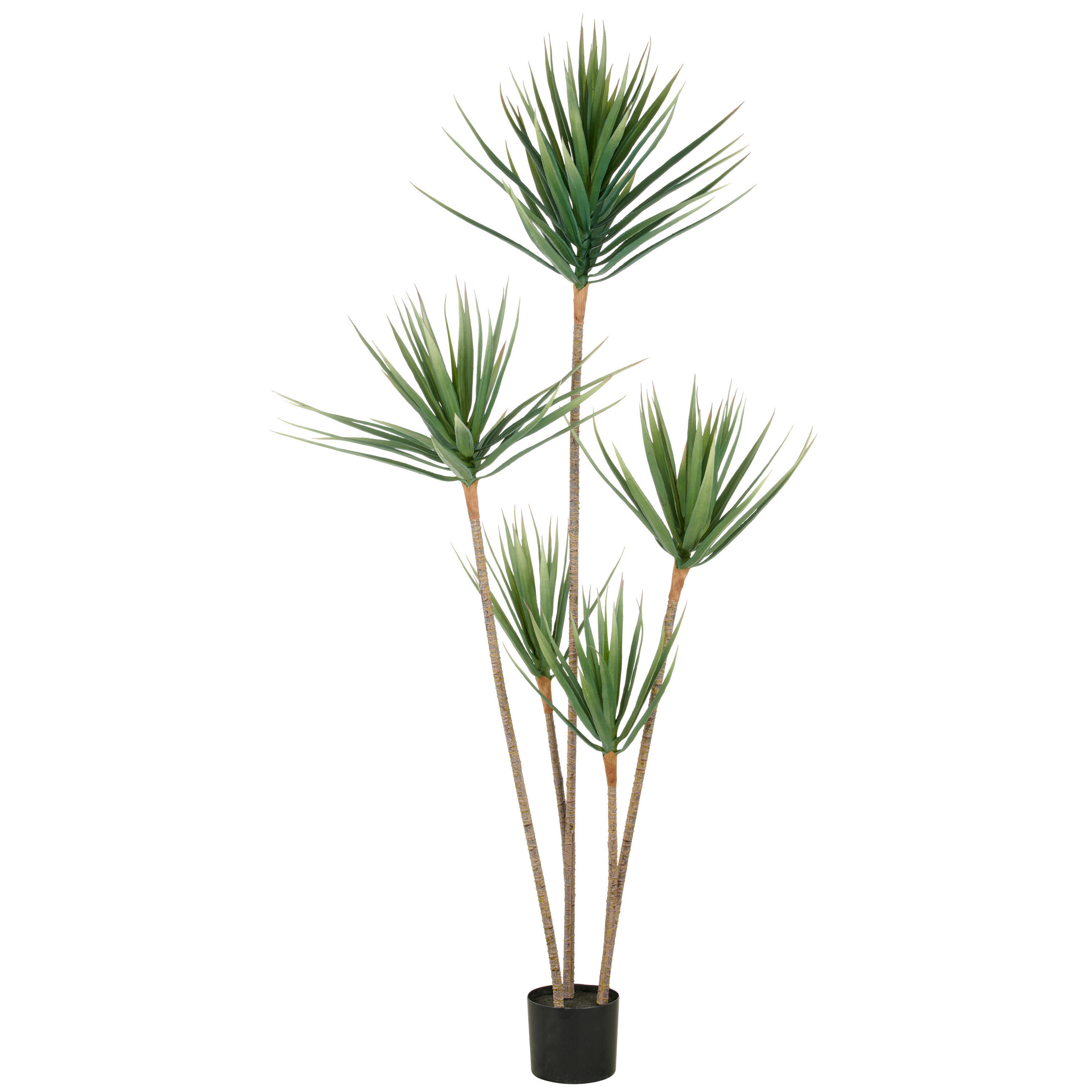 KUNSTPFLANZE Drachenbaum 165 cm  - Schwarz/Braun, Basics, Kunststoff (165cm) - P & B