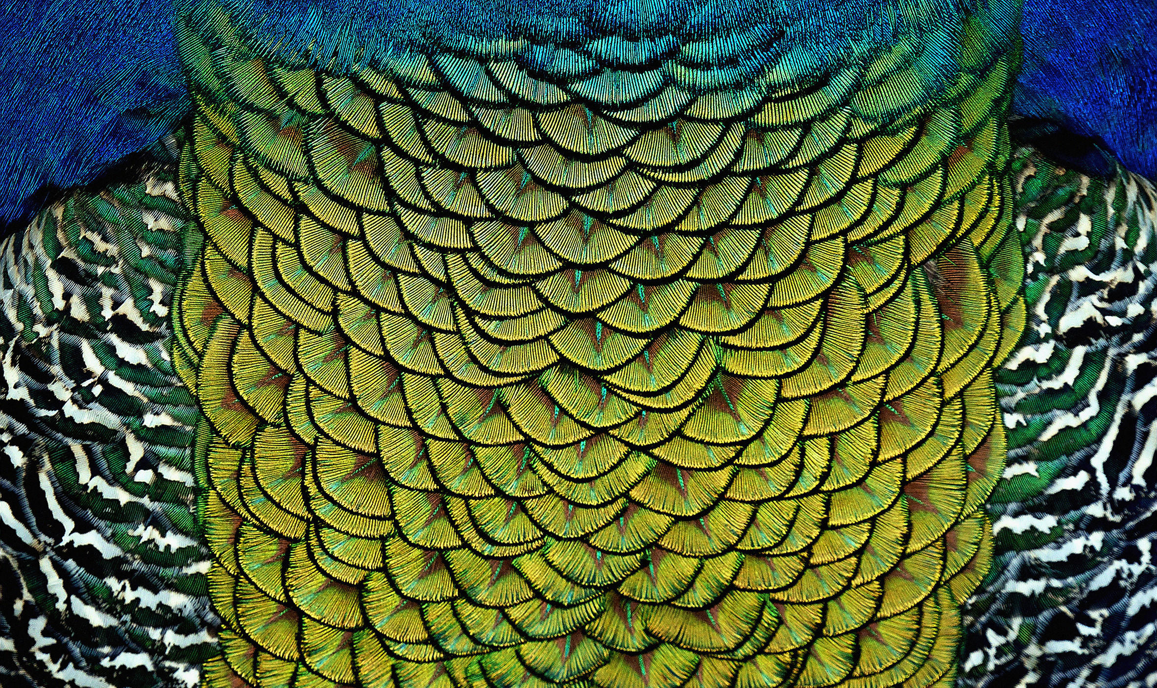 ALUMINIUMBILD Federn 118/70 cm  - Multicolor, Design, Kunststoff/Metall (118/70cm) - Wandkraft