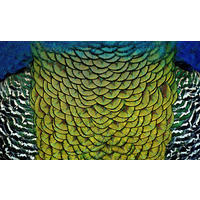 ALUMINIUMBILD 118/70 cm  - Multicolor, Design, Kunststoff/Metall (118/70cm) - Wandkraft