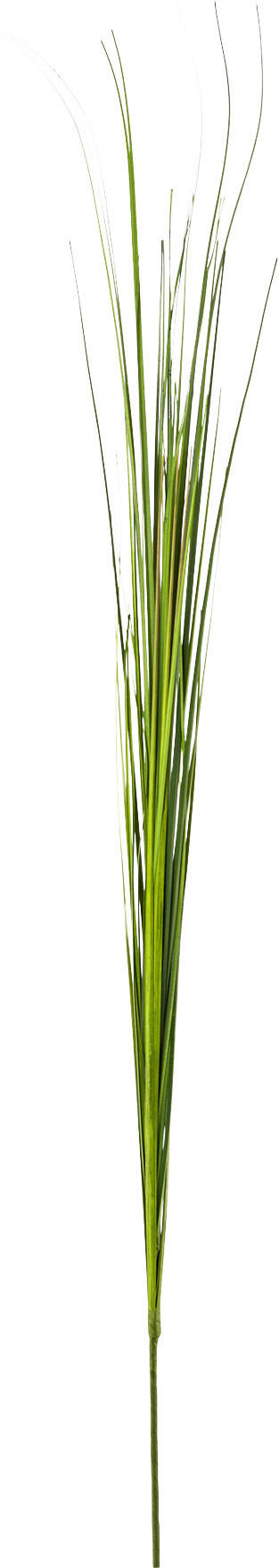 Dekopflanze Isolepsisgras Grün H: Ca. 85 Cm, Ena