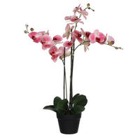 ORCHIDEJ  - pink, Basics, plast (75/51/79cm)