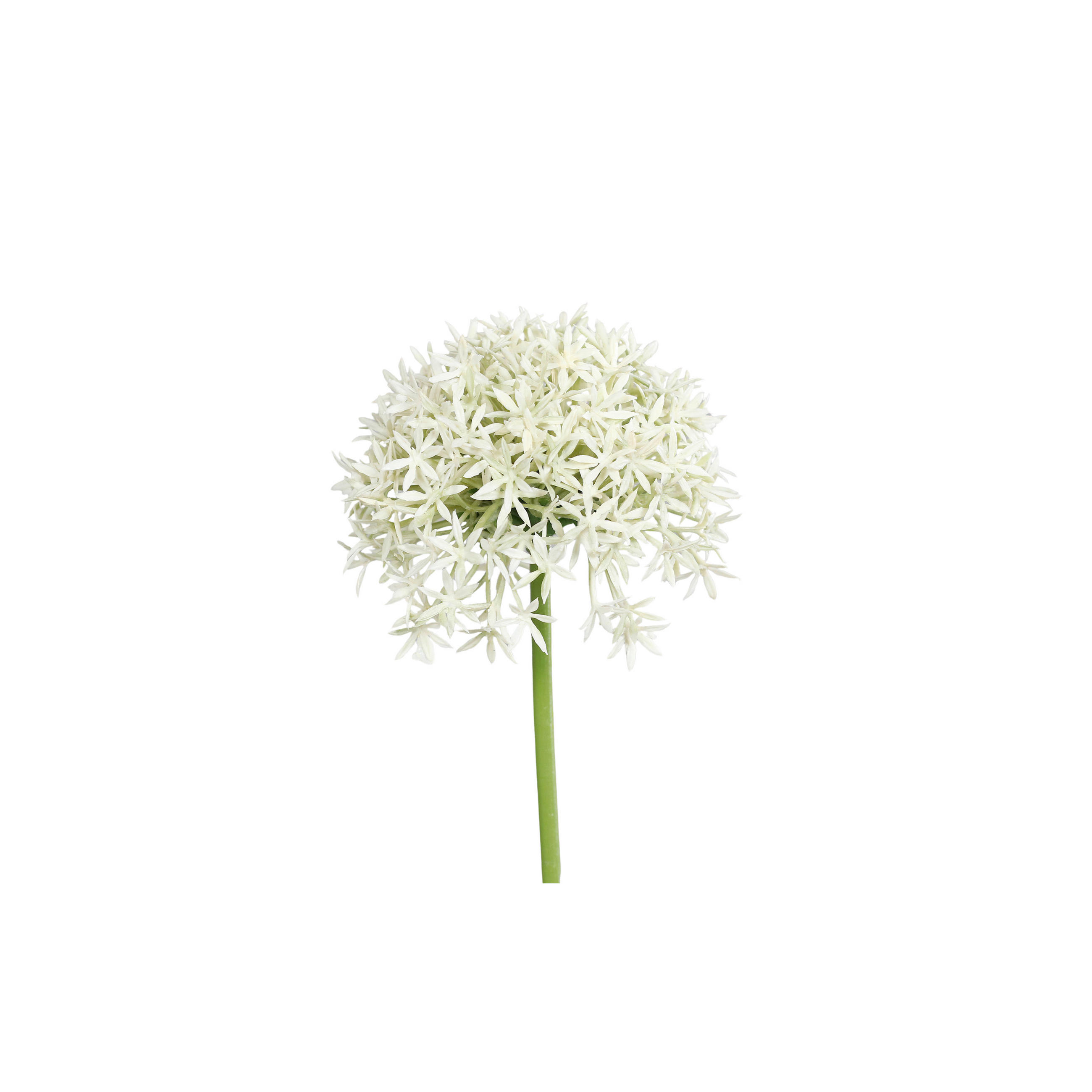 ALLIUM  - Creme/Grün, Basics, Kunststoff (63cm)