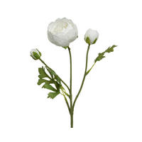 Ranunculus - Basics (10,00/5,00/51,00cm)