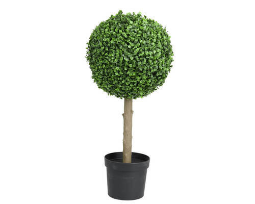 Cimișir - Basics (28,00/28,00/60,00cm)