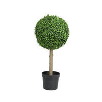 Cimișir - Basics (28,00/28,00/60,00cm)