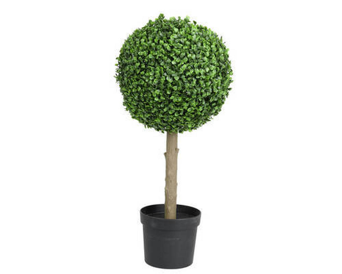 Cimișir - Basics (28,00/28,00/60,00cm)