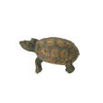 DEKOSCHILDKRÖTE - Braun, LIFESTYLE, Kunststoff (17/11/6,5cm) - Ambia Home